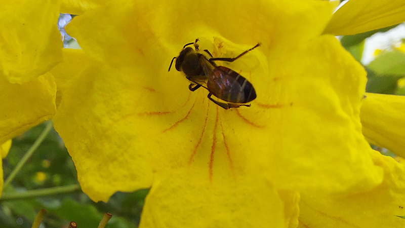 Ảnh chụp siêu cận từ Galaxy A71